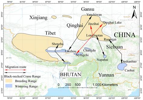 Satellite tracking reveals a new migration route of black-necked cranes (Grus nigricollis) in ...