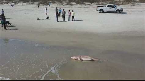 New smyrna beach shark attacks 2021 785566-Why are there so many shark attacks in new smyrna beach