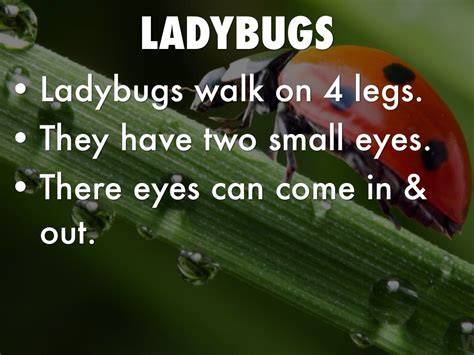 Ladybug Facts And Photos