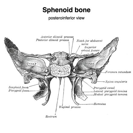 Greater wing of sphenoid | Radiology Reference Article | Radiopaedia.org