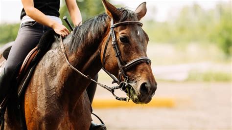 乗馬を習う上で重要なテーマ「ハミ受け」とは