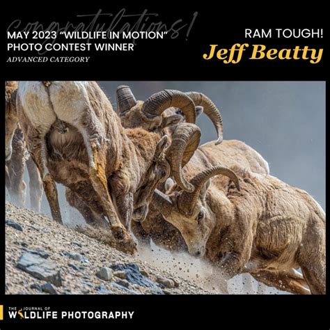 Monthly Photo Contest Winners - Journal of Wildlife Photography