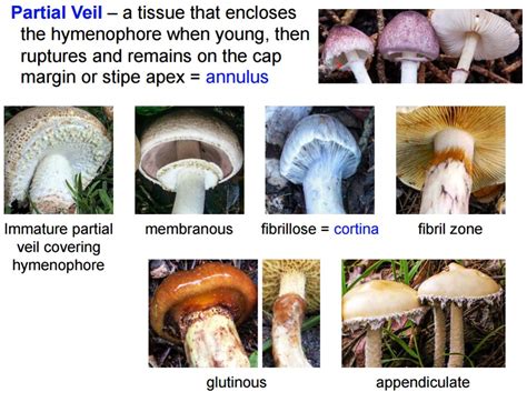 Wild Edible Mushrooms of Meghalaya You Never Knew About!