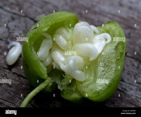 common snowdrop (Galanthus nivalis), fruit with seeds, wearing an ...