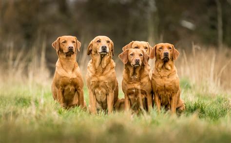 Red Fox Labradors: Traits, Controversy, Puppy Cost & More - Dog Food Care