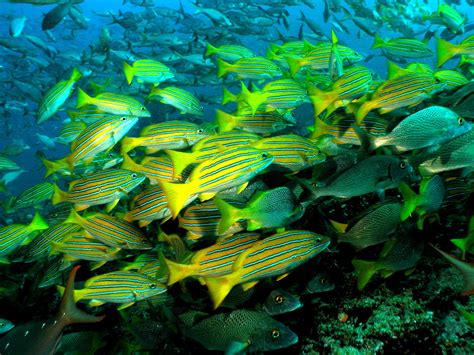 Striped Fish Diving in Galapagos