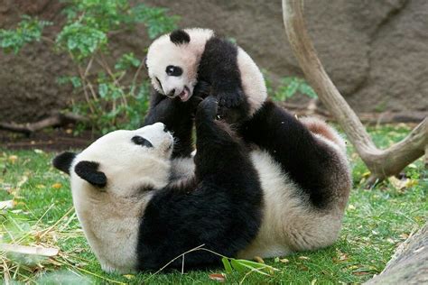 Maman et bébé panda | Cuddly animals, Panda bear, Cute baby animals