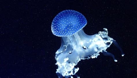 Pinterest | Bioluminescence, Bioluminescent animals, Glow in the dark