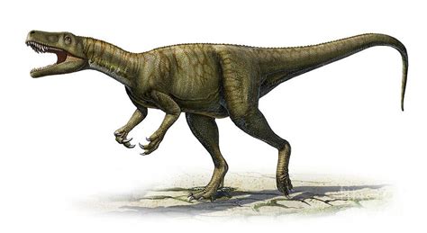 Herrerasaurus Pictures & Facts - The Dinosaur Database