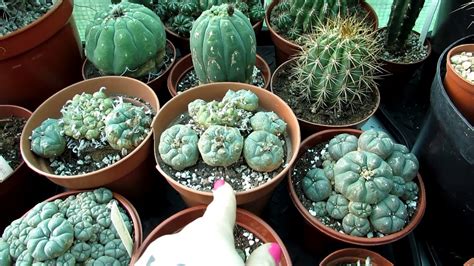 Our Lophophora Cacti 'The Peyote Cactus' Complete Collection Tour - YouTube