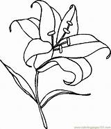 Lily coloring pages To Download And Print For Free sketch template
