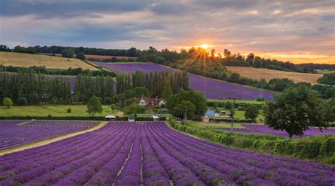 Lavender Fields Castle Farm Kent - UK Landscape Photography