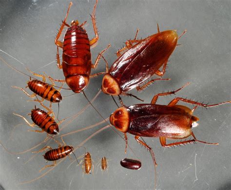 Baby cockroaches were born in space aboard a bio-satellite, they were bigger and stronger - AIRLIVE