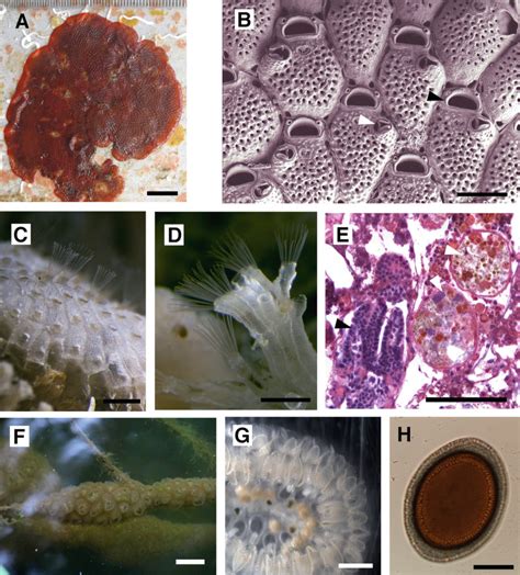 Fig. 1, [Morphology of bryozoans. (a) An...]. - Whole-Body Regeneration ...