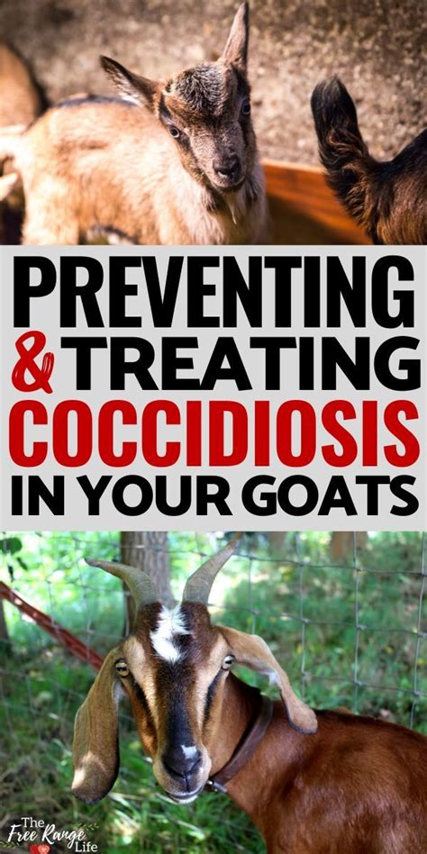 How to Prevent and Treat Coccidiosis in Goats | Goats, Raising goats ...