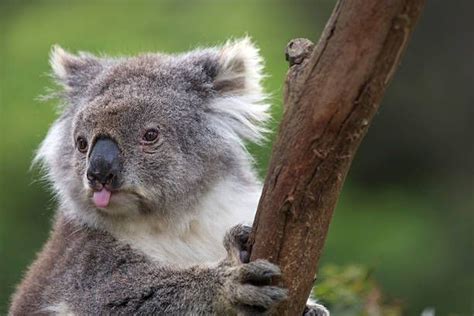 Image result for koala tongue | Koala bear, Koala, Bear