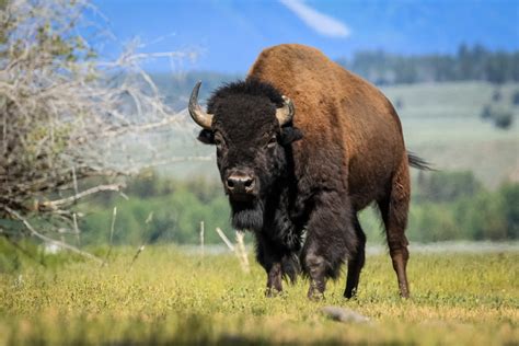 Grand Teton Bison | Who Are You Looking At?