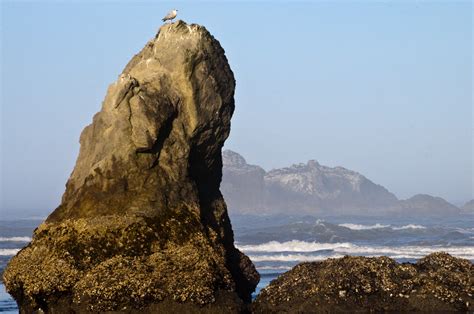 Large Rock At The Beach Free Stock Photo - Public Domain Pictures