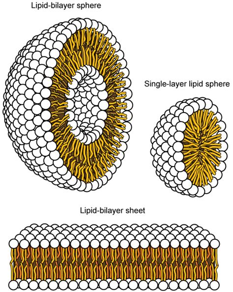 Components and Structure | OpenStax Biology 2e