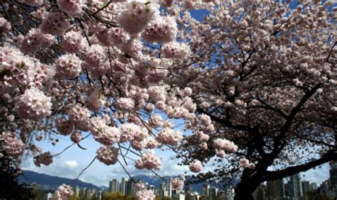 cropped-Vancouver-Cherry-Blossom-Festival-1.jpg – CUPW Vancouver