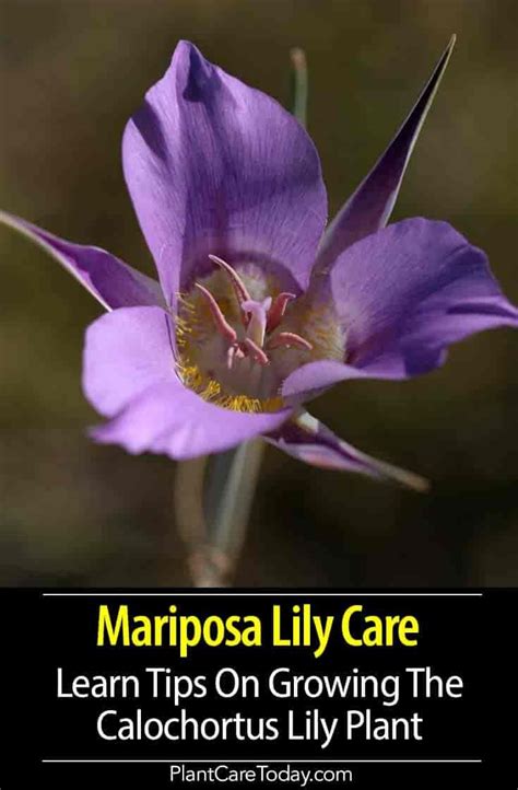 Mariposa Lily (Calochortus Lily Plant) unbranching erect stem up, inflorescence in loose ...