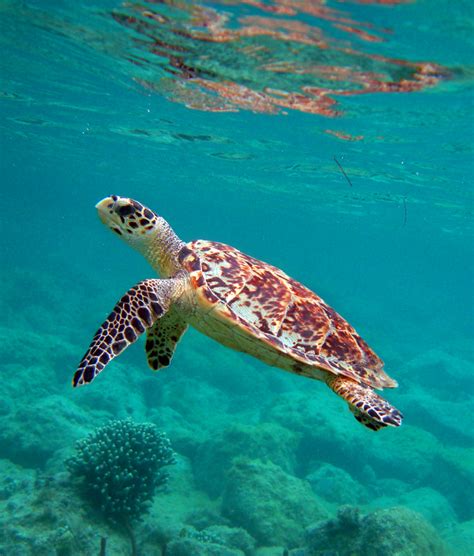 Hawksbill Sea Turtle Pictures