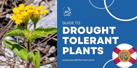 20 Best Drought Tolerant Plants for Florida 2023 [Updated] - Pond Informer