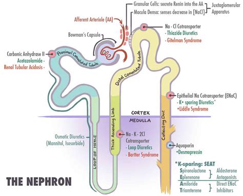 Bartter syndrome causes, symptoms, diagnosis, prognosis and treatment