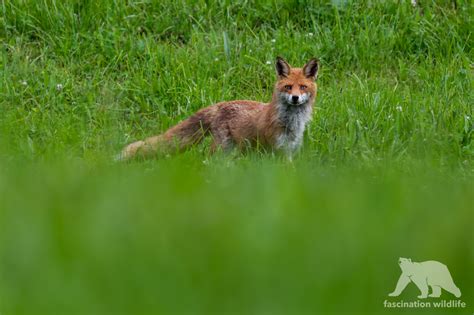 Wild Bavaria - Fascination Wildlife