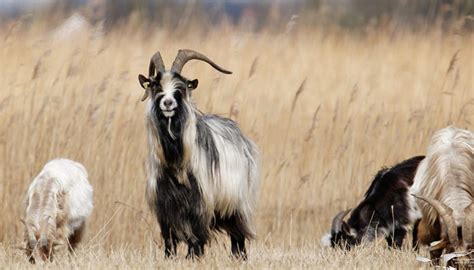 Dutch Landrace Goat Breed – Everything You Need to Know