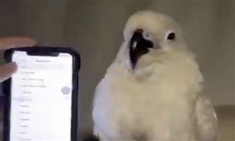 Video of little dancing cockatoo is sure to brighten your day