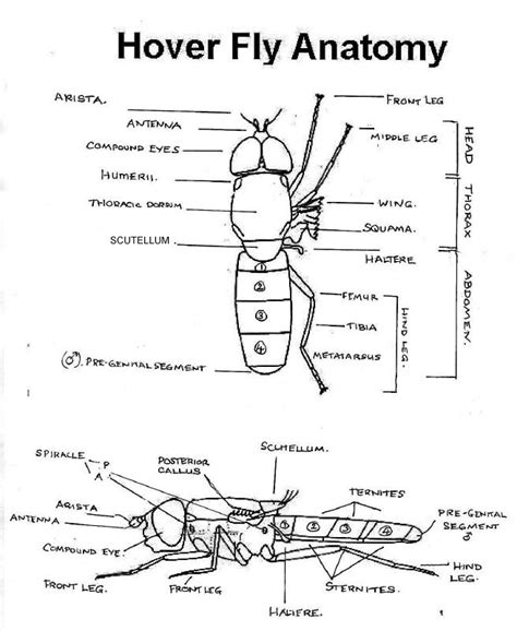 Anatomy Of A Fruit Fly