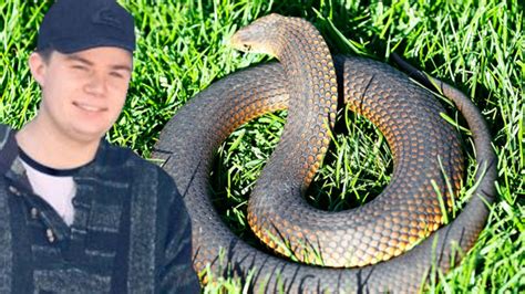 Beyond The Valley death: Tiger snake venom in man’s system, tests reveal | Herald Sun