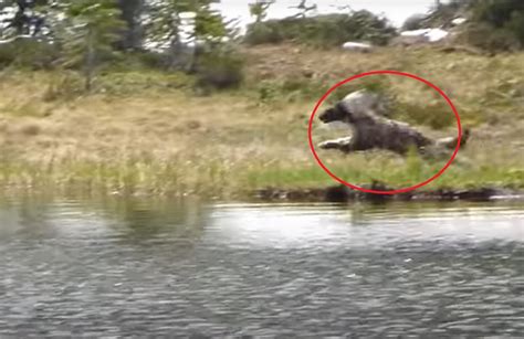 VIDEO: Very Rare Footage of Wolverine Hunting near Ajax Mountain, MT