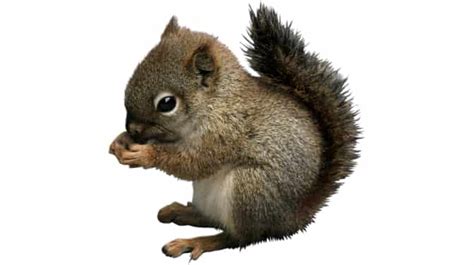 165 Funny Names for Squirrels Perfect for Pet Squirrels