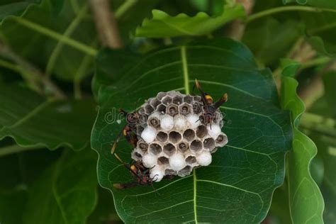 Hornet Nest stock photo. Image of pesticide, colony - 109974426