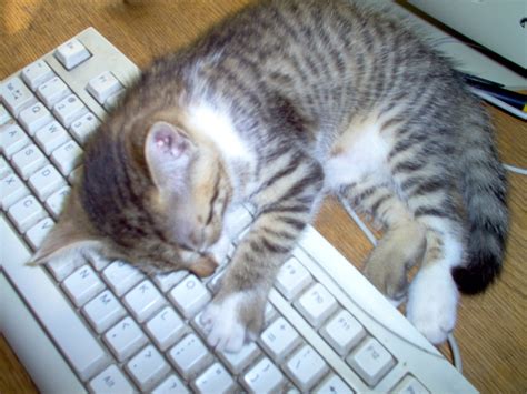 Gato en un teclado. Cat on a keyboard Free Photo Download | FreeImages