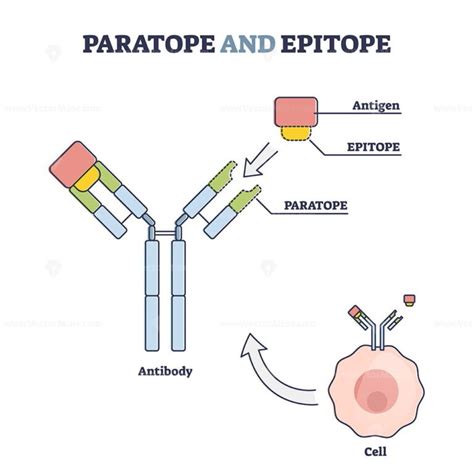 Paratope and epitope antibody binding with foreign body outline diagram ...