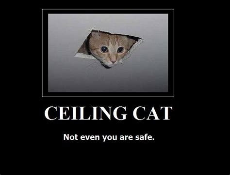 [Image - 16656] | Ceiling Cat | Know Your Meme