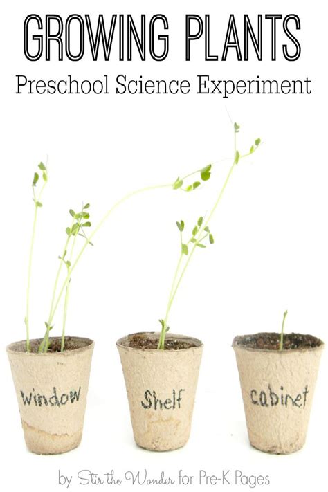 Science for Kids: Growing Plants Experiment. Your Preschool and Kindergarten kids will love ...