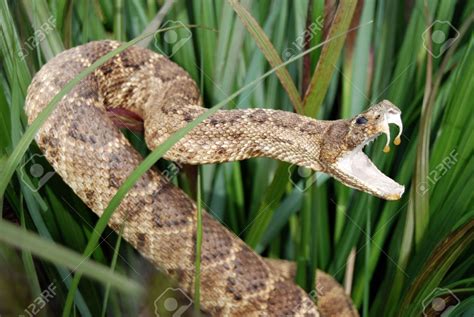 angry snakes - Google Search | Poisonous snakes, Snake bites, Dangerous ...