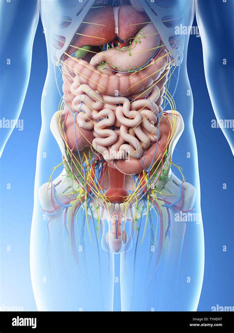 3d rendered illustration of a mans abdominal organs Stock Photo - Alamy