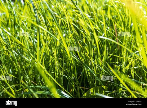 Long fresh green grass texture background view of grass garden Ideal ...