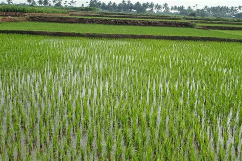 Araliya Rice | Paddy Cultivation in Sri Lanka