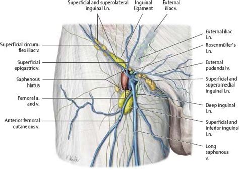 Pin by Saha Rahul on Medical | Anatomy, Pelvis anatomy, Anatomy and physiology