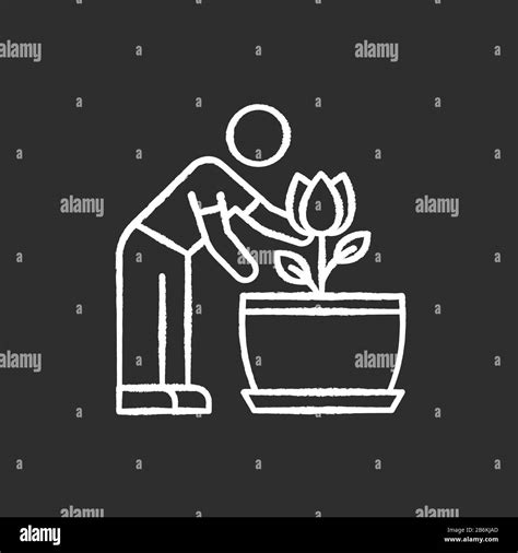 Flowering houseplant chalk white icon on black background. Growing blooming plant. Indoor ...