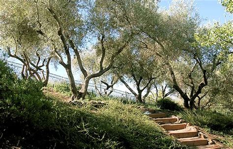 Fruitless Olive Trees Ideal for California Landscaping - Landscaping Network