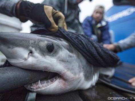 New Shark Pup, 'Great White Finn,' Spotted Off Long Island: Video, Photos | Montauk, NY Patch