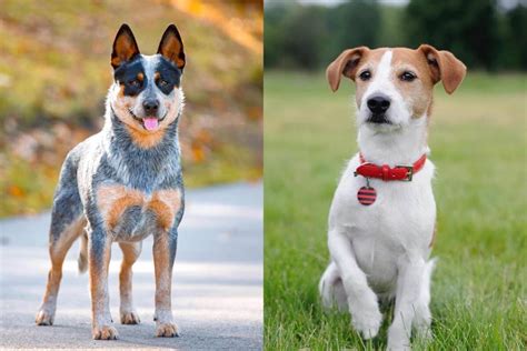 Jack Heeler (Blue Heeler & Jack Russell Mix) Info, Pictures, Facts, FAQs & More