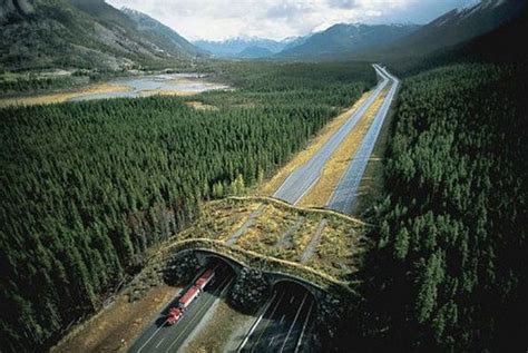 Wildlife overpass east of Canmore to begin construction 2021 | Bow Valley Crag & Canyon